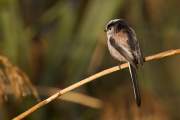 2008-10-19_MesangeLongueQueue_0088