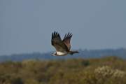 2009-09-26_Balbuzard_0679