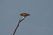 2009-09-27_Balbuzard_1256