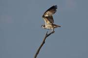 2009-09-27_Balbuzard_1258