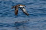 2012-09-22_PuffinDeMediterannee_2485