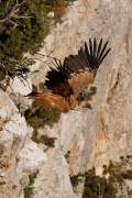 2009-05-06_VautourFauve-2754