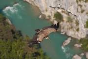 2009-05-17_VautourFauve_3377