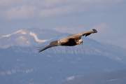 2009-05-17_VautourFauve_3468
