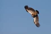 2009-05-18_VautourFauve_3804