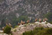 2009-05-22_VautoursFauves_4962