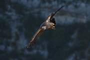 2009-10-18_VautourFauve_1921