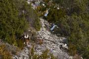 2010-01-23_VautourFauve_0666