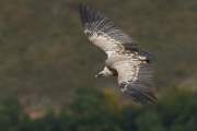 2010-10-16_VautourFauve_9276