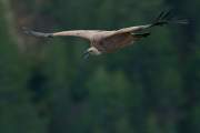 2010-10-17_VautourFauve_9397