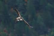 2010-10-17_VautourFauve_9452