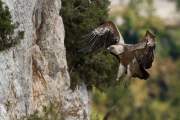 2010-10-17_VautourFauve_9939