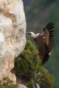 2010-10-17_VautourFauve_9947