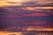 Flamands rose au soleil couchant