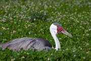 Brocard dans l'herbe